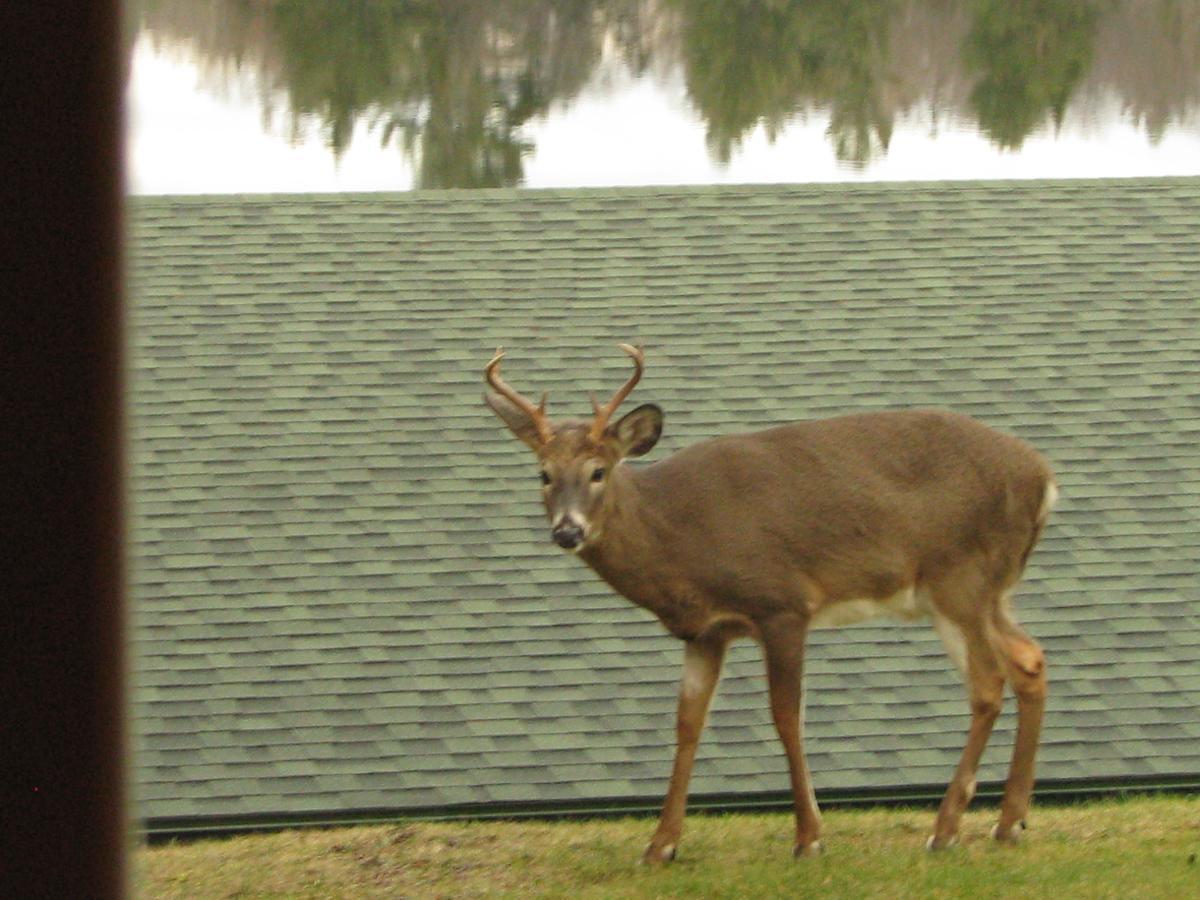 Pine Knoll Hotel Lakeside Lodge & Cabin Old Forge Eksteriør bilde